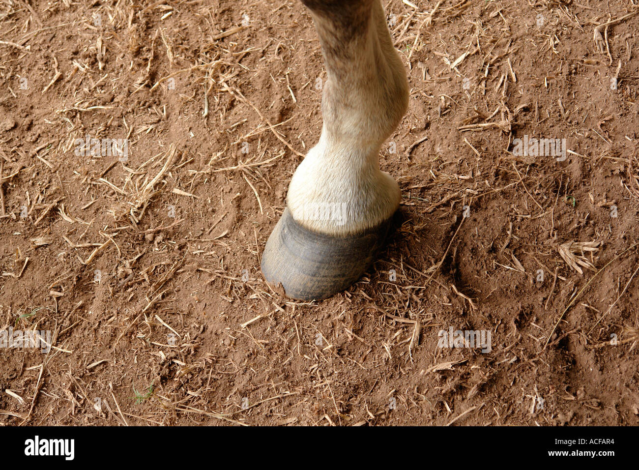 single horses hoof resting on the ground Stock Photo Alamy