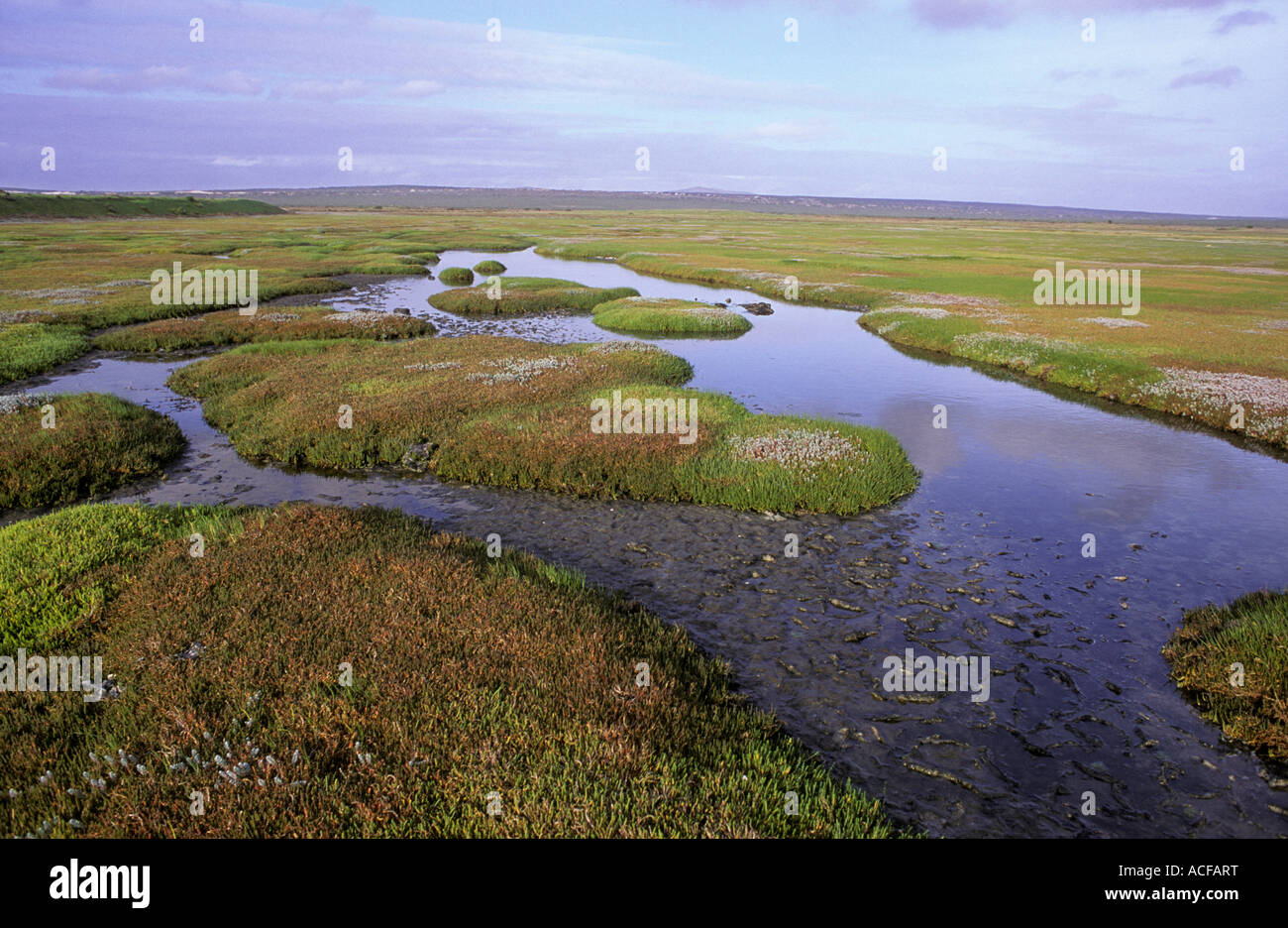 View of salt marsh in the West Coast National Park Langebaan Lagoon ...