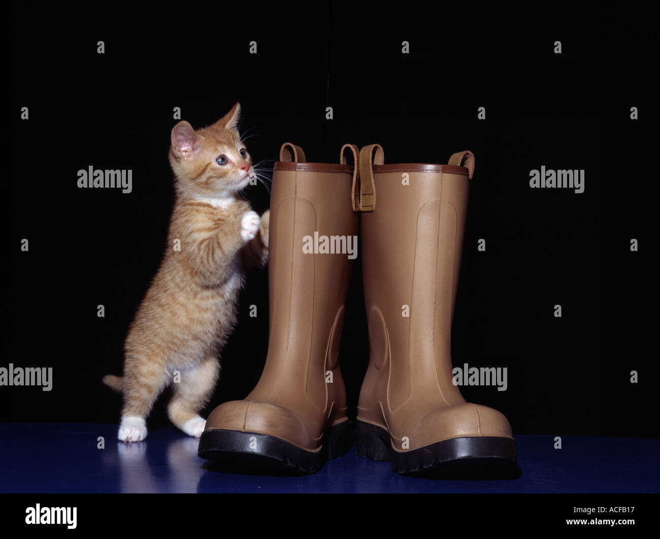 Puss and boots Stock Photo