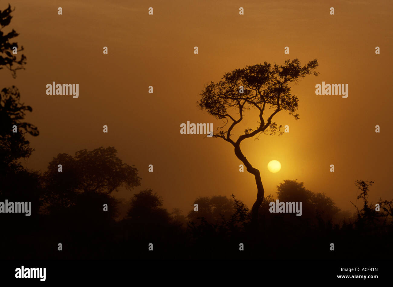 A raintree (Lonchocarpus capassa) silhouetted against the setting sun Kruger Park-Satara; South Africa Stock Photo