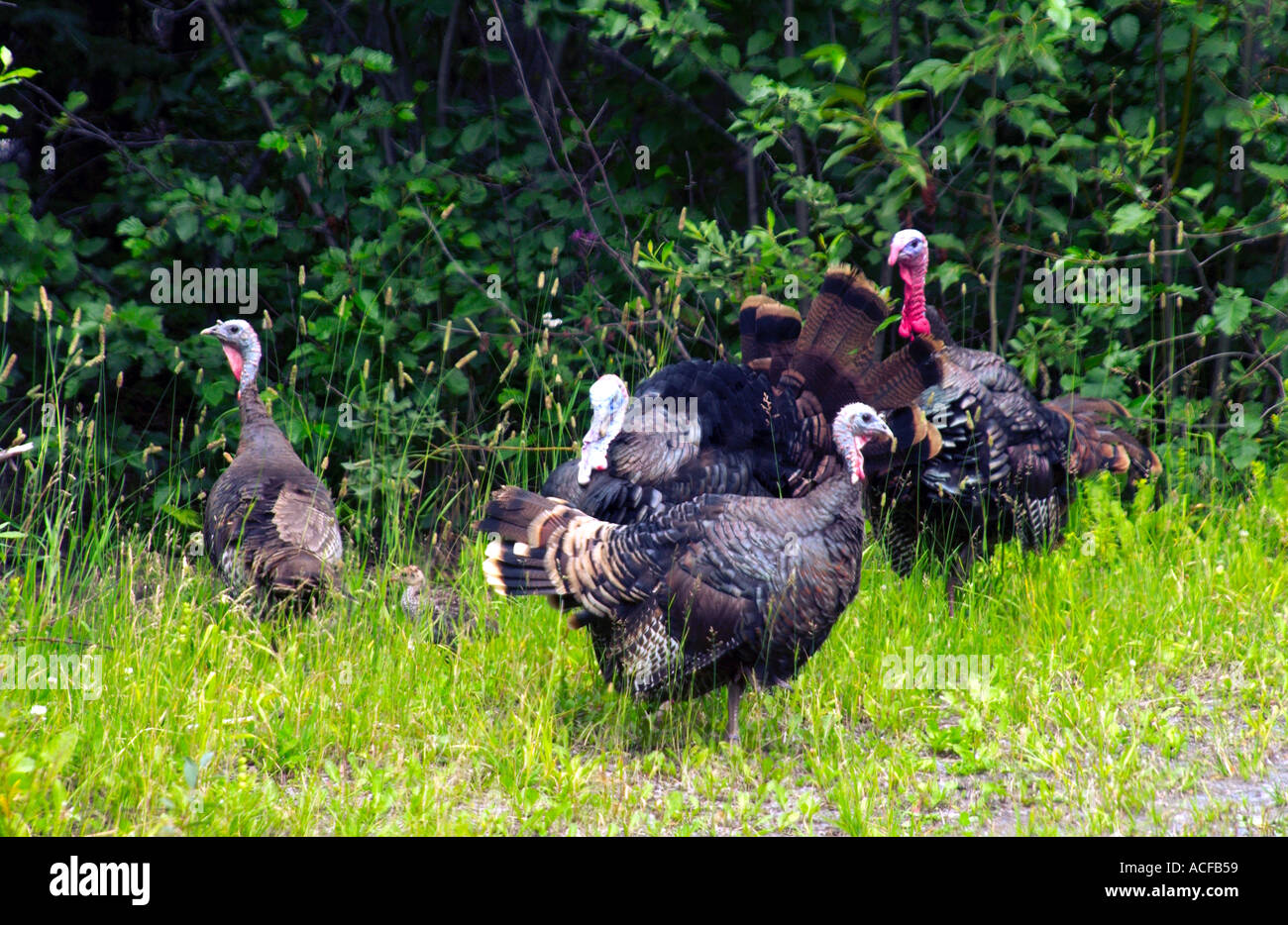 A flock of wild turkeys in the Kenai Peninsula, Alaska USA Stock Photo