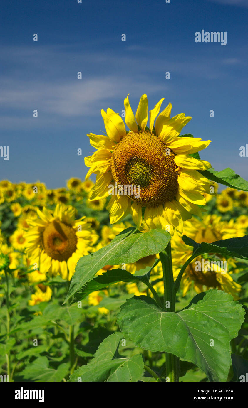 Sunflower fields in the agriculture regions near Brandon, Minnesota USA
