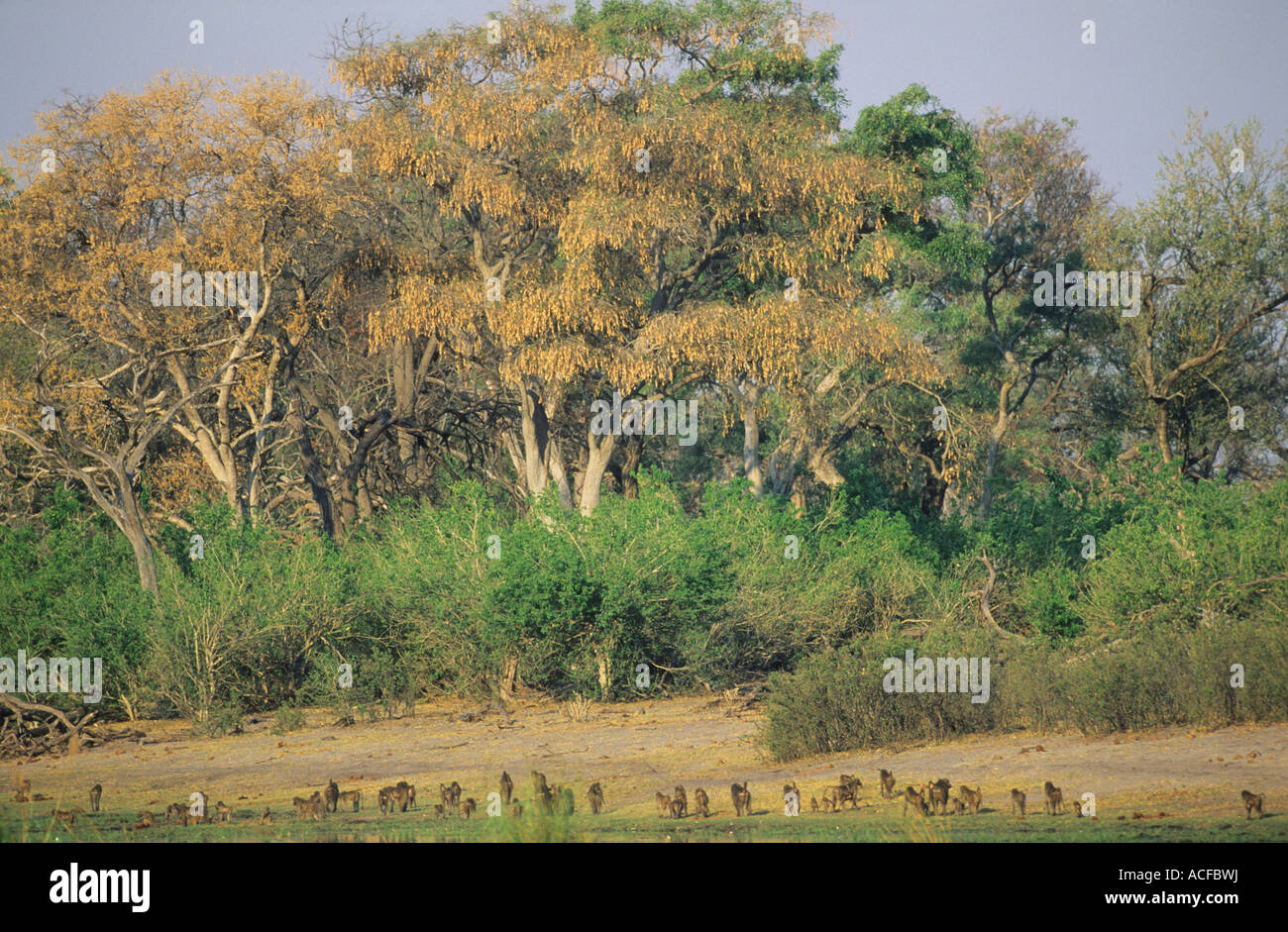 Scenic view of large apple-leaf tree (Lonchocarpus capassa) and large troop of baboons Kings Pool, Linyanti River Botswana Stock Photo