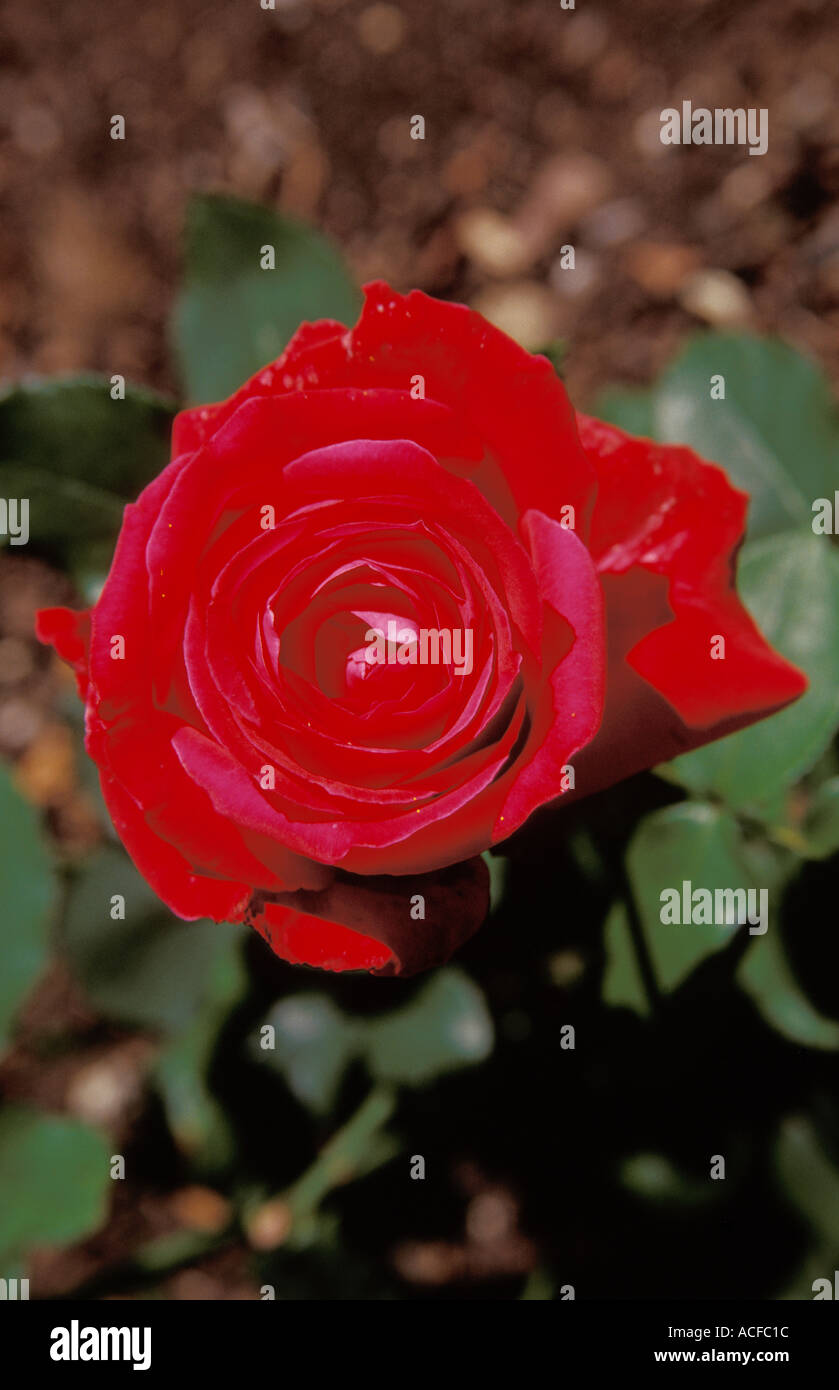 Alecs hi-res stock photography and images - Alamy