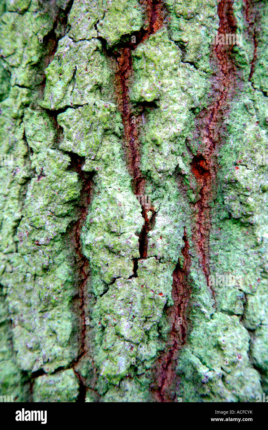 Close up of Bark on a tree Stock Photo