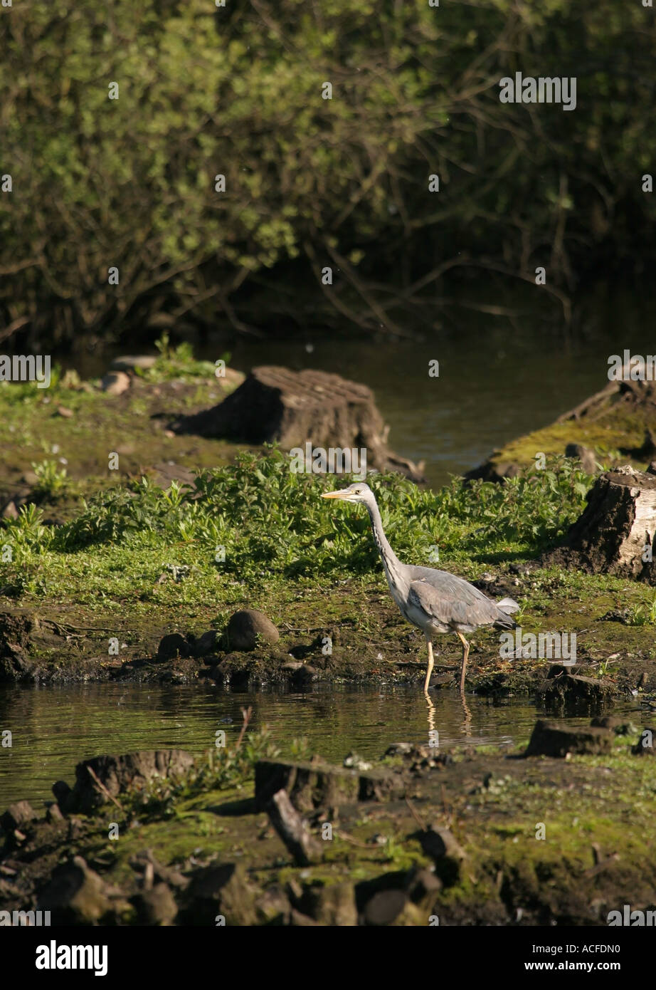 Grey Heron Ardea cinerea Showing Habitat, Low Barns Nature Reserve, County Durham Stock Photo