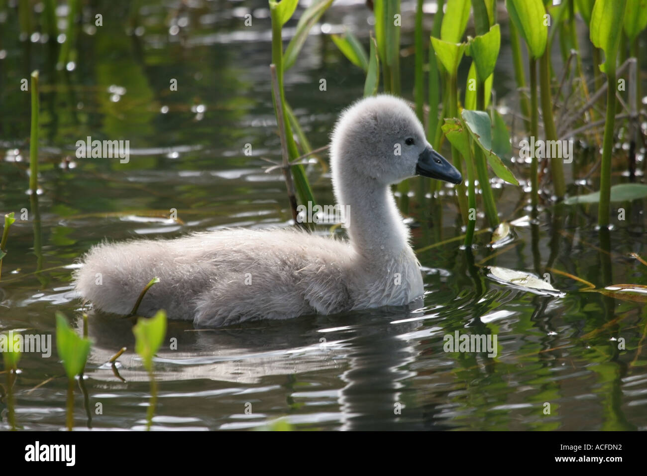 Cignet hi-res stock photography and images - Alamy