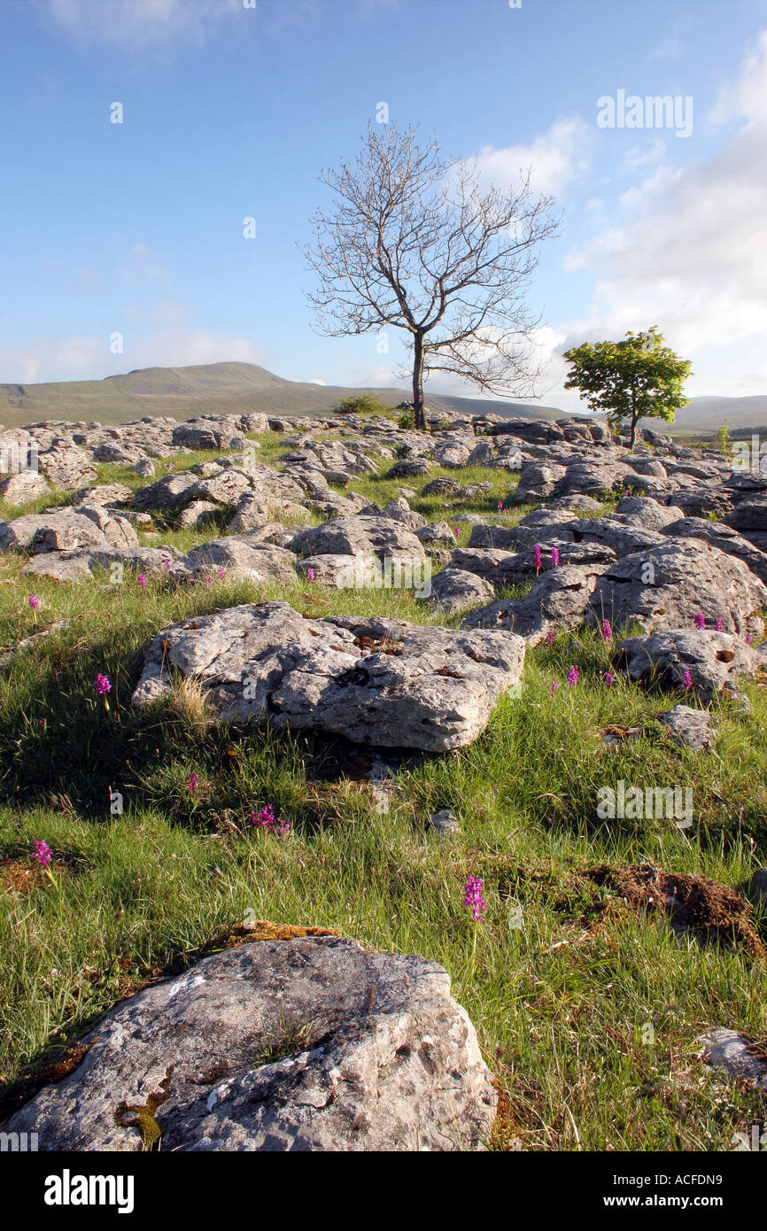 Early Purple Orchids Orchis mascula and Trees in a Karst Environment