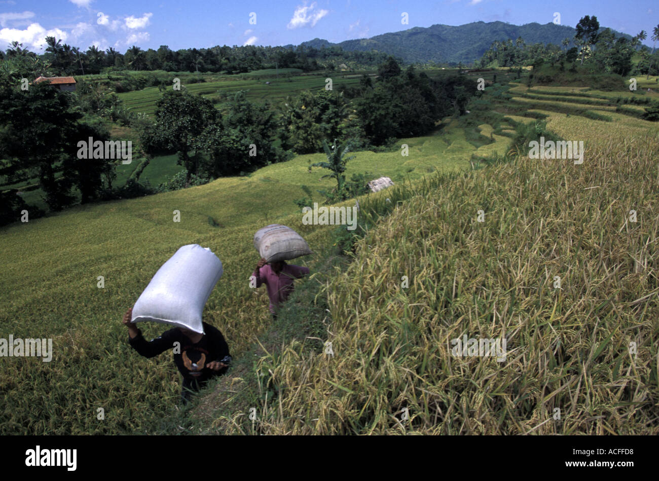 INDONESIA Bali Farmers haul in the rice harvest from terraces of the lower flanks of Agung Volcano near Klungkung Stock Photo