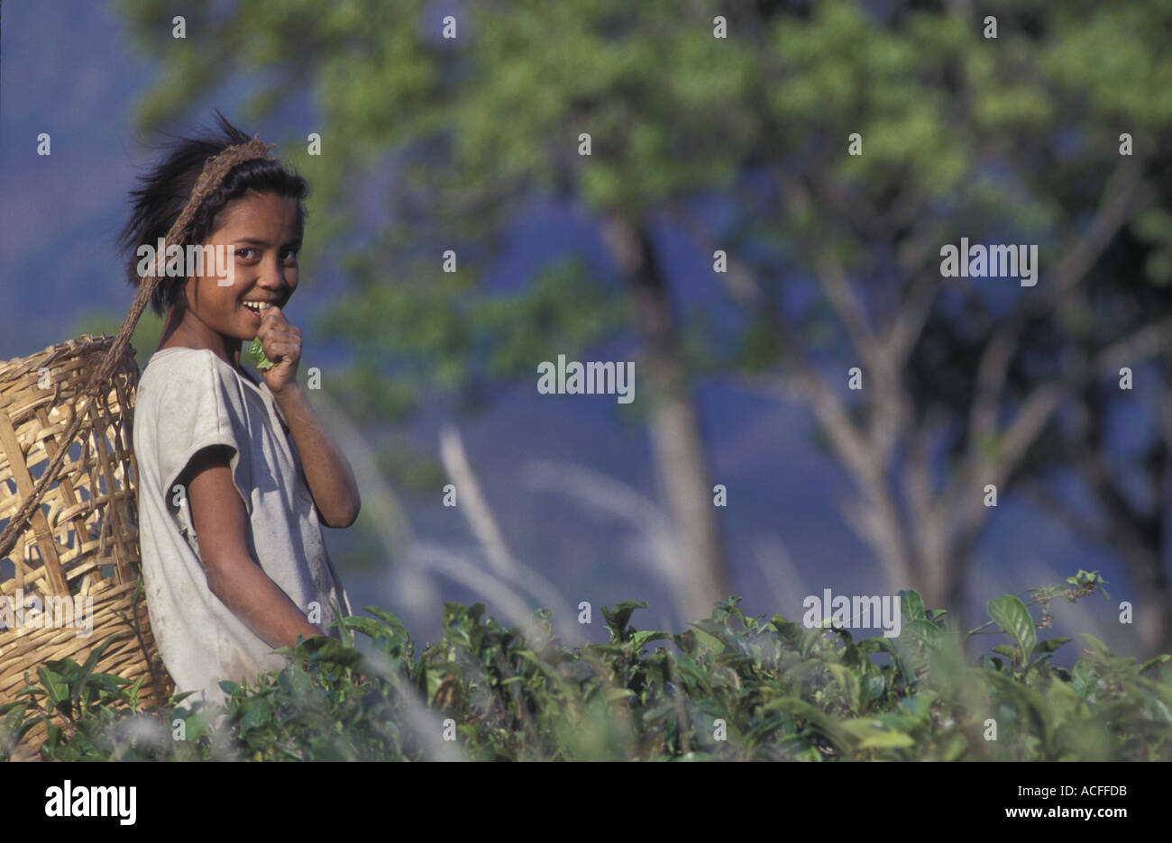 INDIA Darjeeling Nepali girl labouring on Tea plantation in Darjeeling Stock Photo