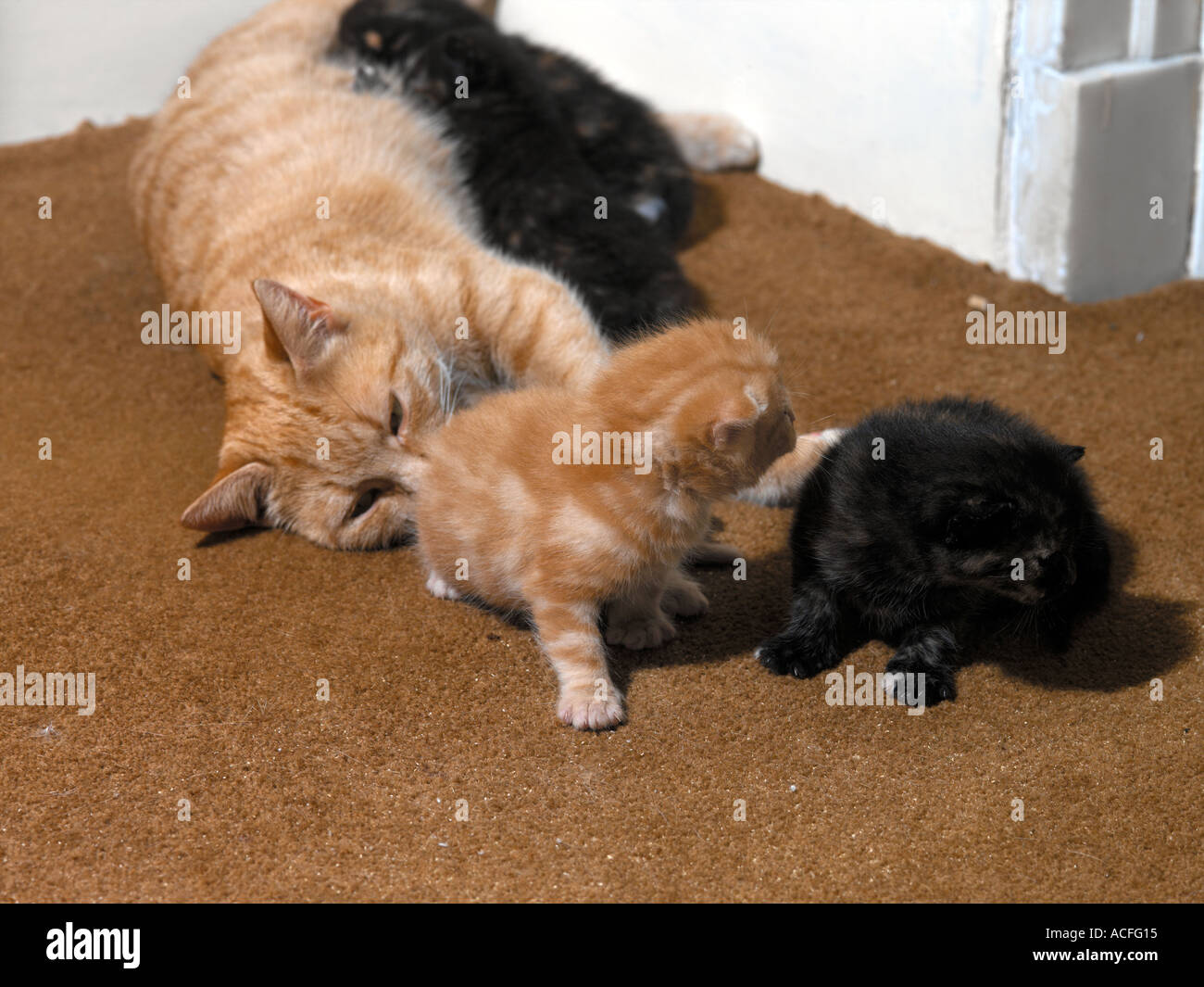 Mother Cat Two Week Old Kittens Stock Photo Alamy