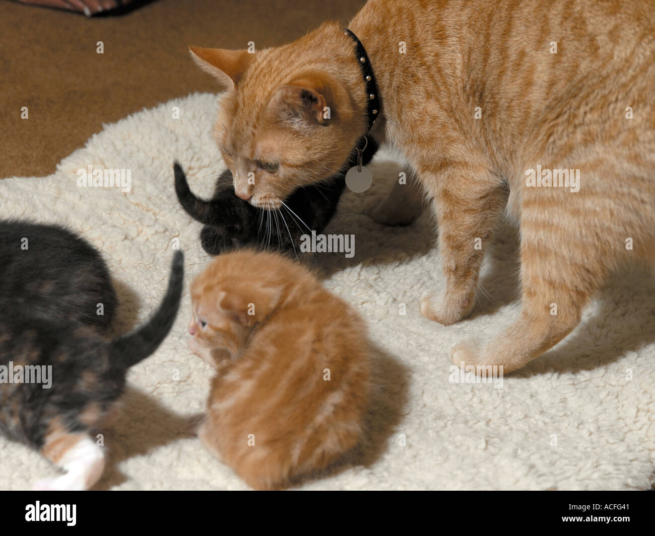 Kittens and mother hi-res stock photography and images - Alamy