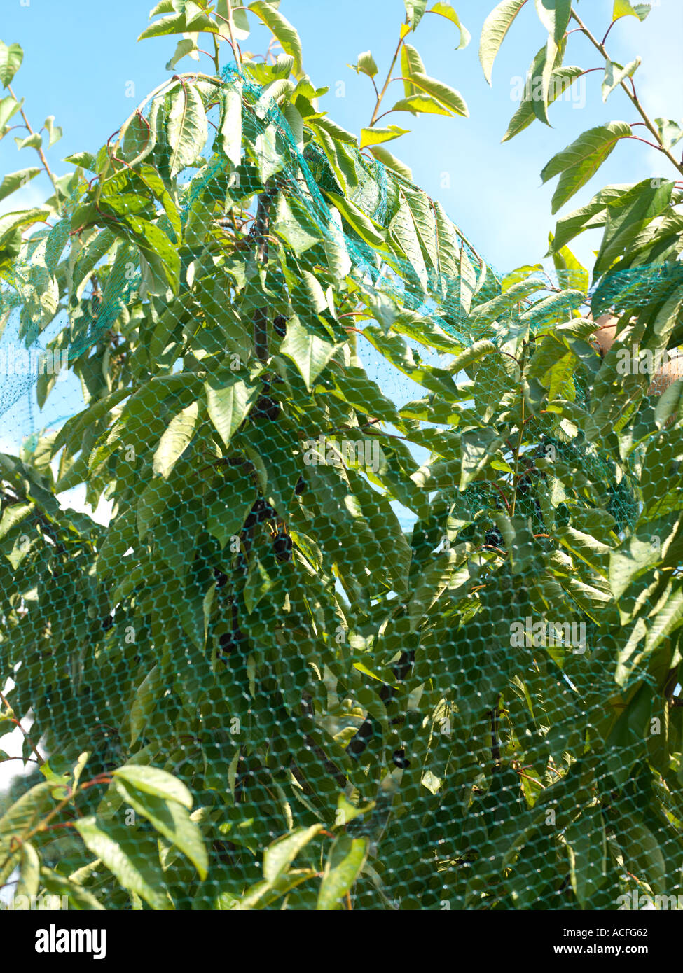 Cherry Tree with Netting to Keep Birds from Eating Cherries Stock Photo