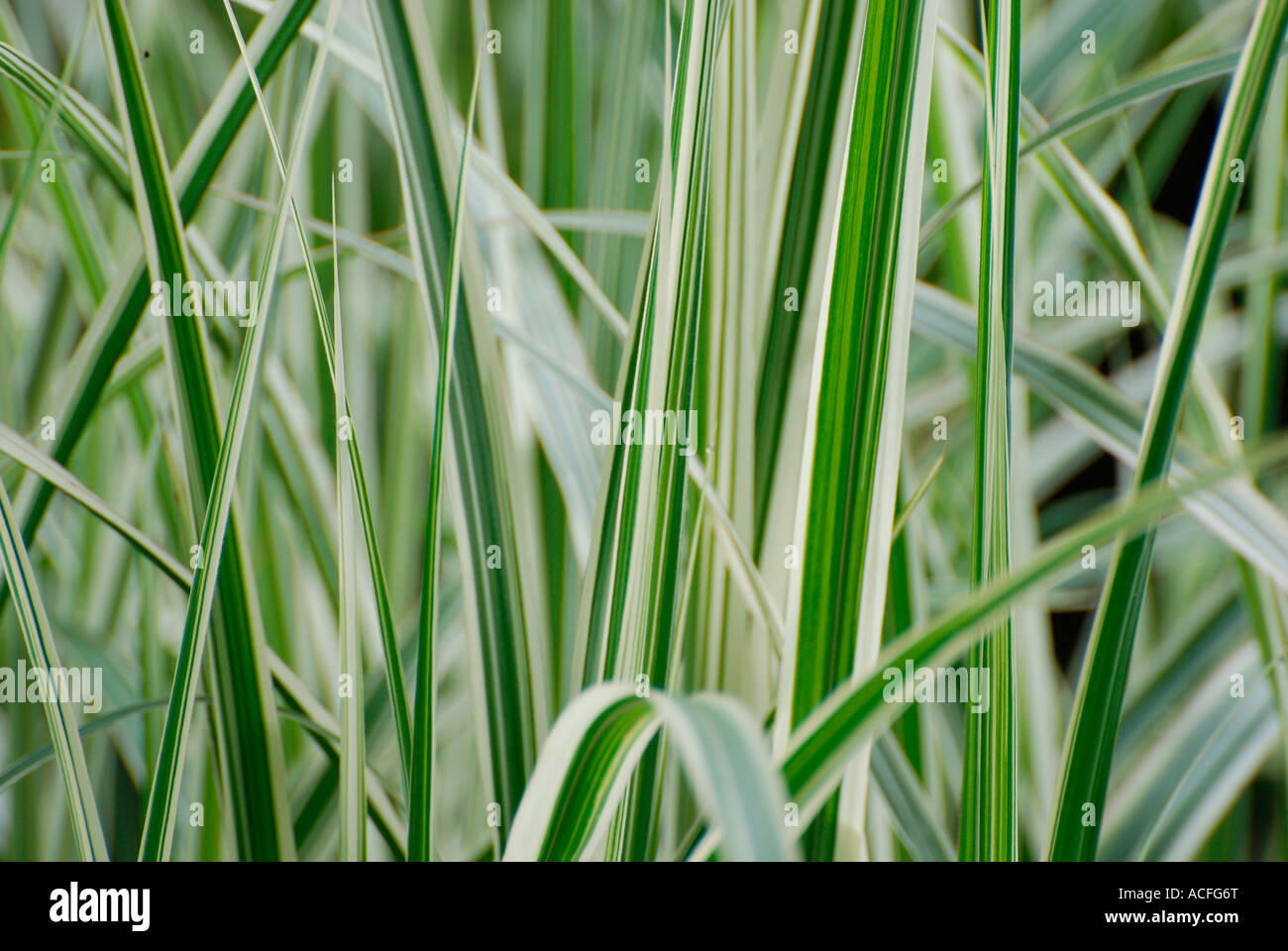 Holcus mollis 'Albovariegatus' Stock Photo - Alamy
