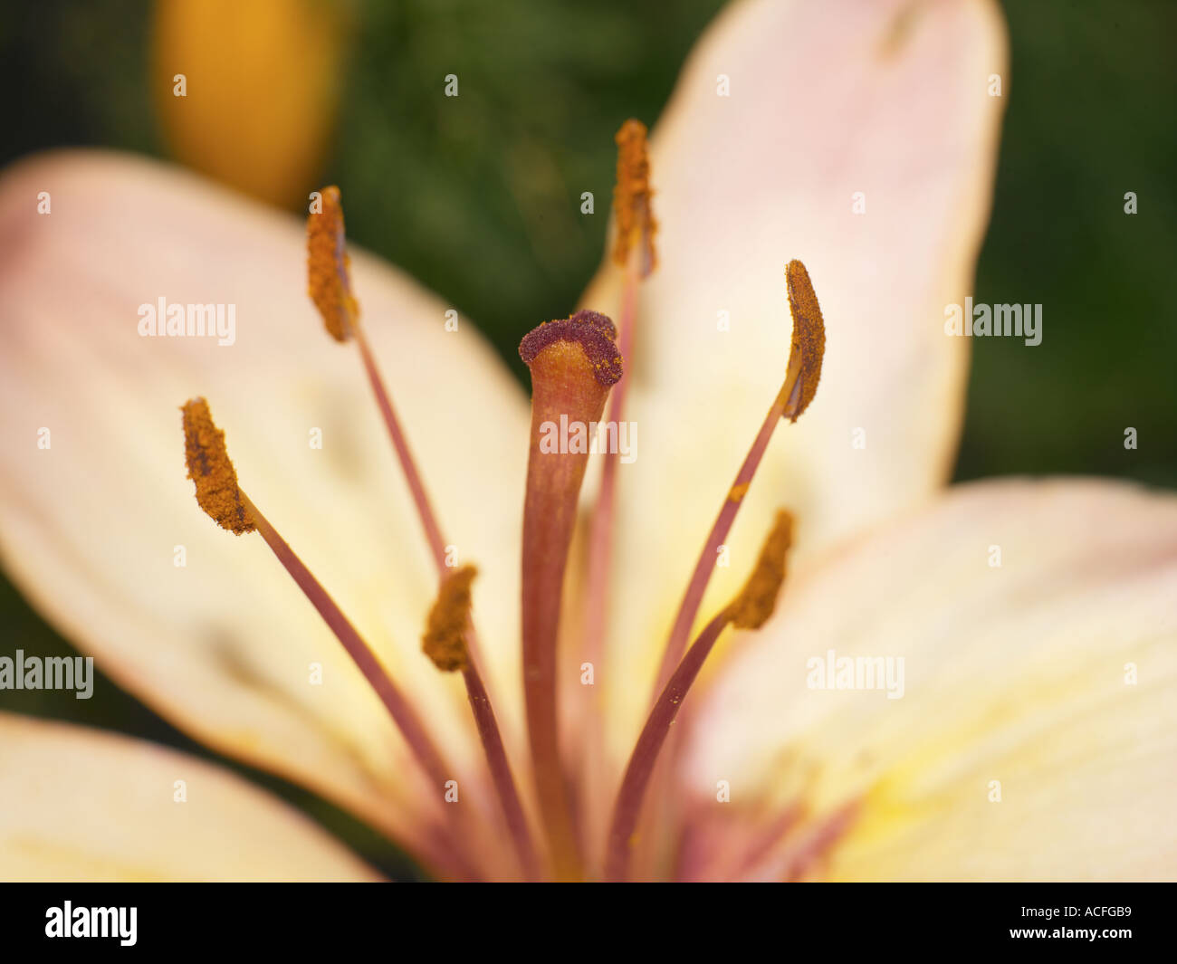 Peach Lily Abstract Stock Photo