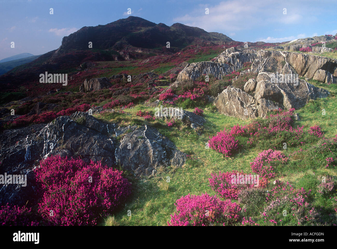 Gwynedd Snowdonia Hills east of Aberglaslyn Pass Hill Natural Plant Heather Stock Photo