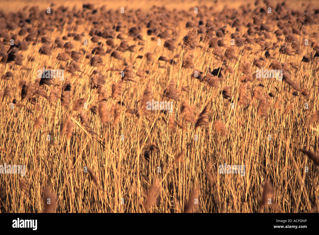 Reedbed habitat hi-res stock photography and images - Alamy