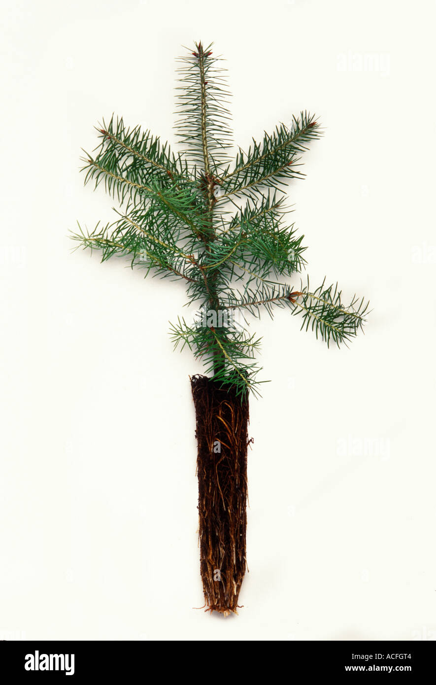 Lodgepole Pine Seedling High Resolution Stock Photography and Images