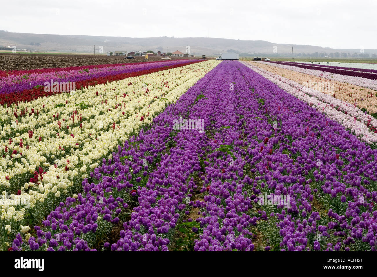 Flower fields in Lompoc Stock Photo Alamy