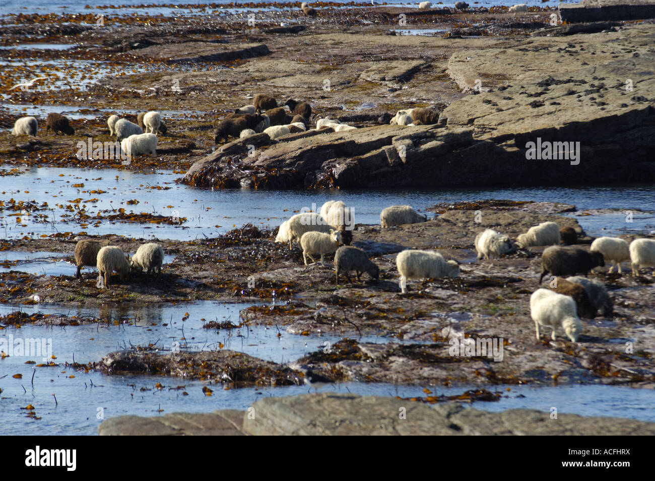 North Ronaldsay sheep eating seaweed on the shore of the Island in the Orkney Islands Scotland Stock Photo