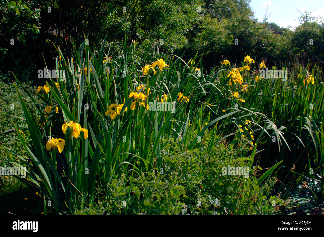 Yellow Irises(Iris pseudacorus). Growing Around A Pond. Stock Photo
