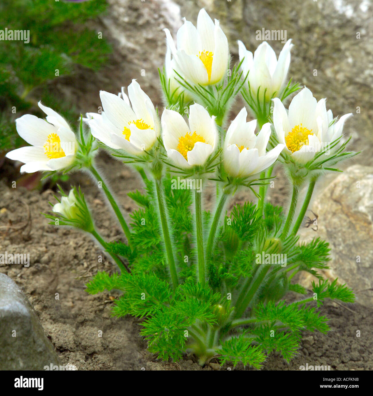 White pasque flowers Pulsatilla vulgaris forma alba Stock Photo