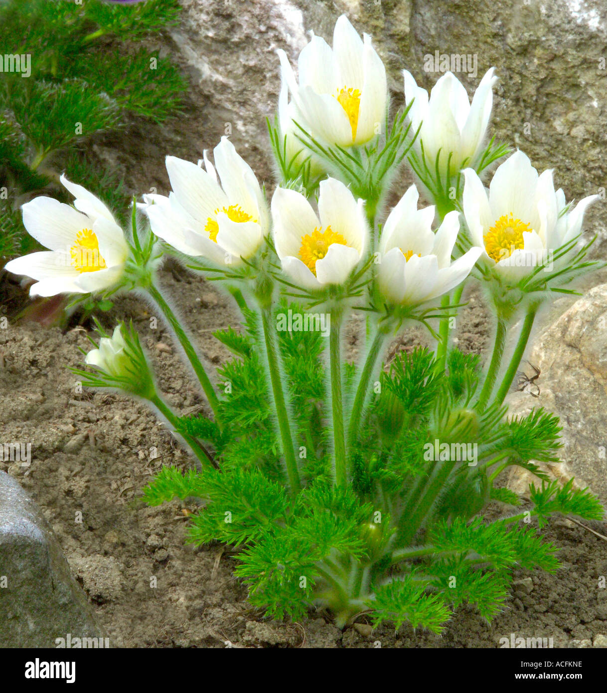 White pasque flowers Pulsatilla vulgaris forma alba Stock Photo