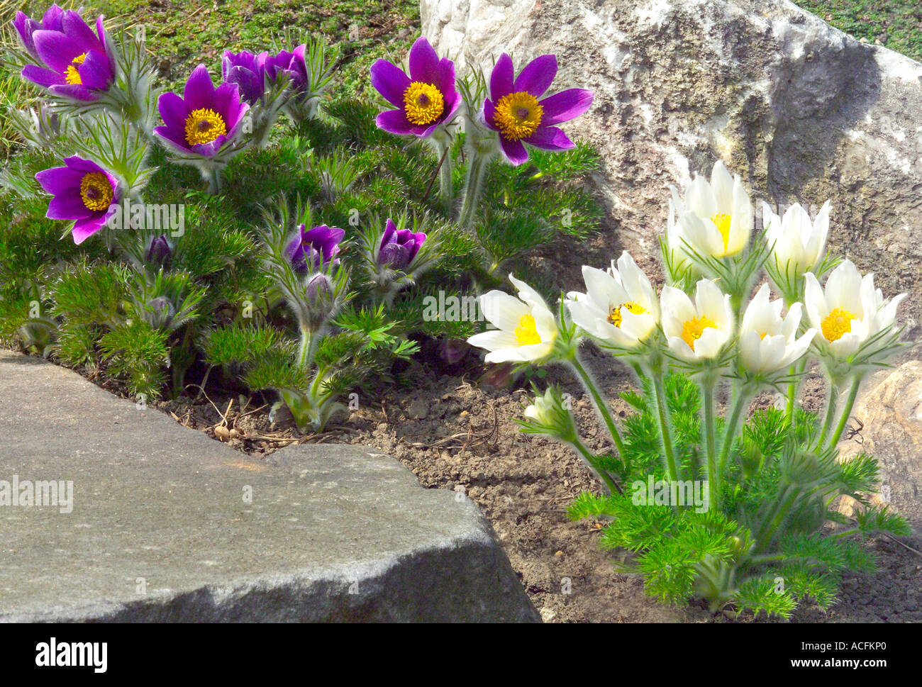 Purple and white pasque flowers blooming Pulsatilla vulgaris varietas alba Stock Photo
