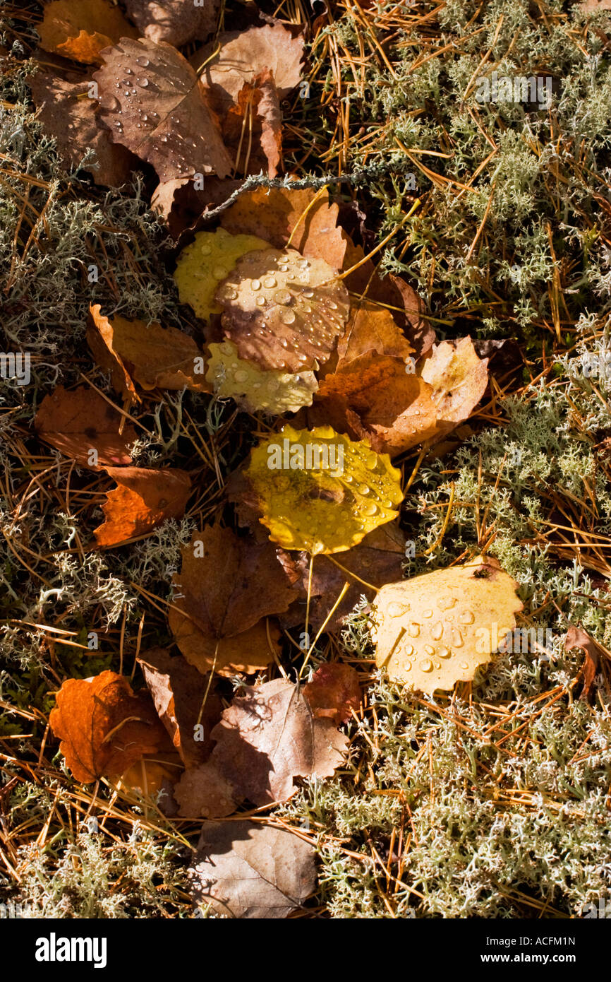 Withered leaf hi-res stock photography and images - Alamy