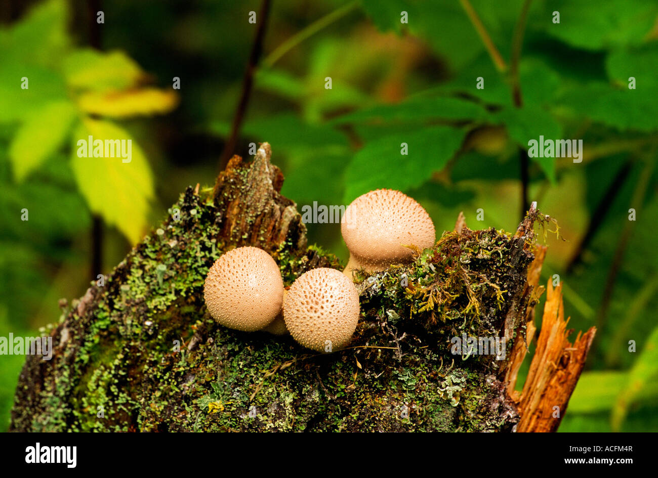 Mushrooms grows on a tree stump Stock Photo - Alamy