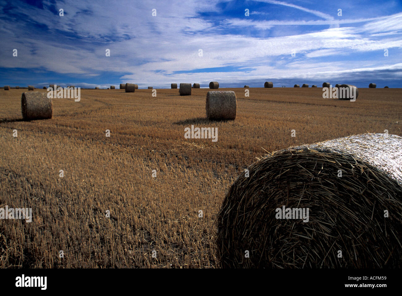 Autumn Bail filled field with blue cloudy sky Stock Photo