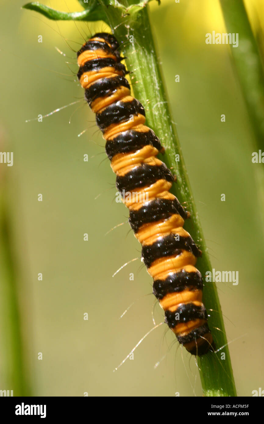 Cinnabar moth larva tyria jacobaeae on ragwort Stock Photo