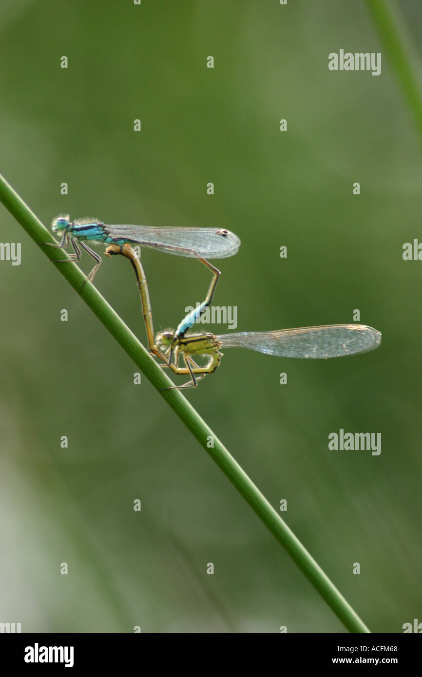 Blue tailed damselfly mating ischnura elegans Stock Photo - Alamy