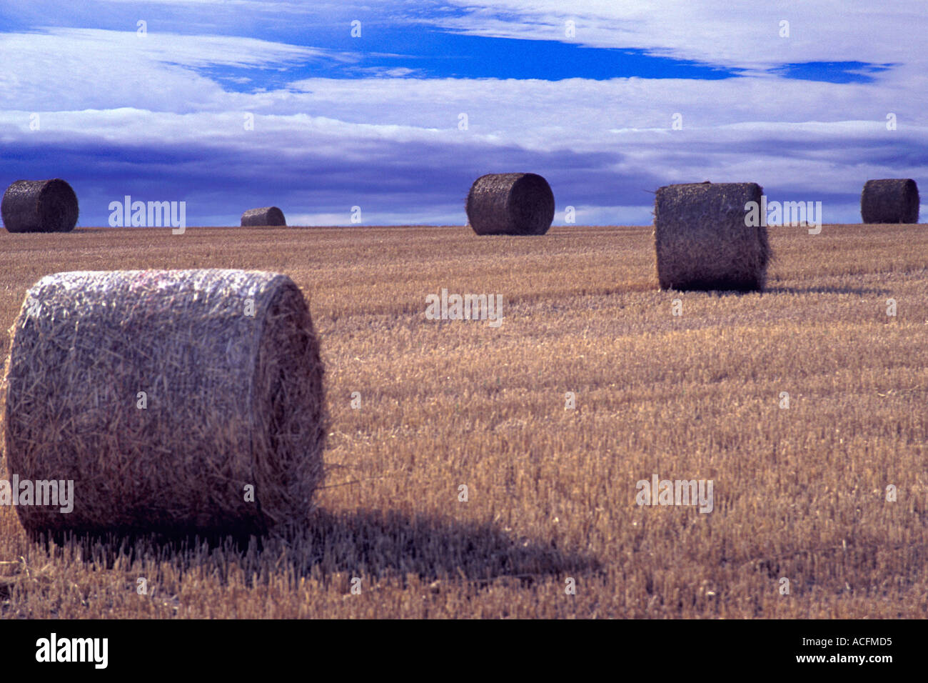 Field of bails on an uphill incline against a blue cloudy sky Stock Photo