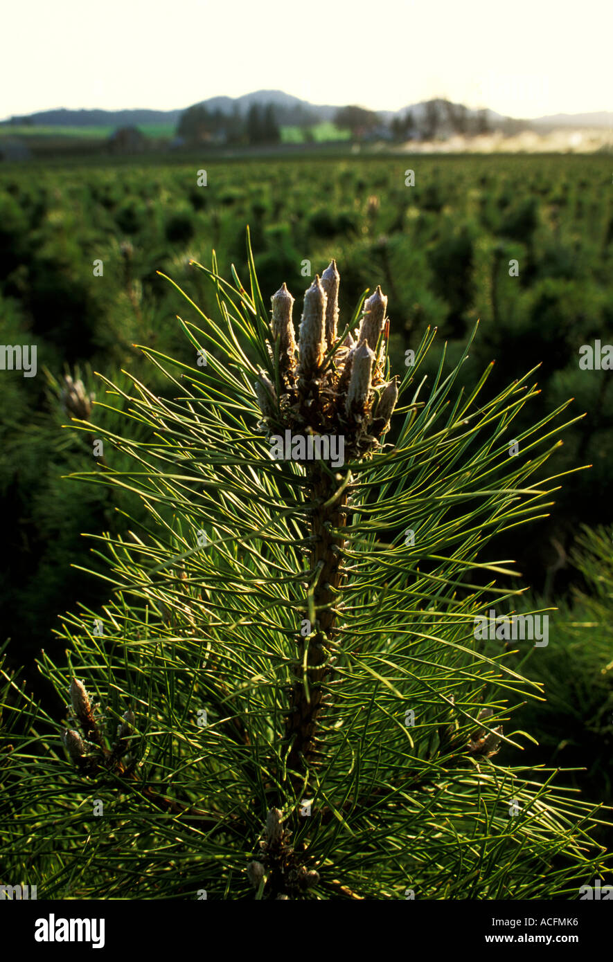 Tree Nursery, Oregon USA Stock Photo Alamy