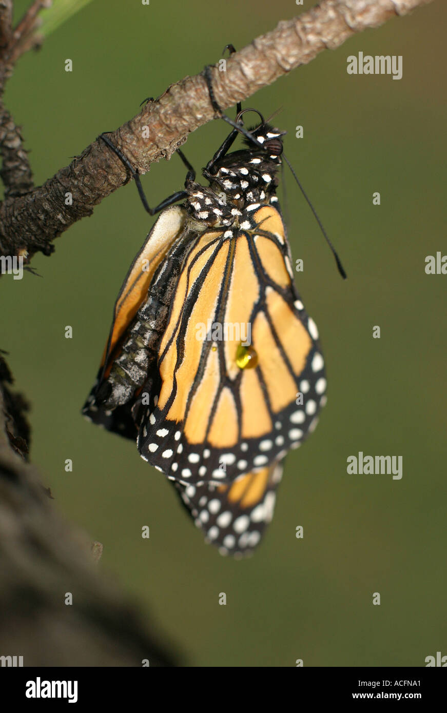 Monarch butterfly drying its wings just after emerging from a