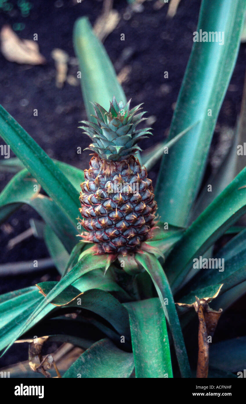 Pineapple plant, Eden Project Cornwall, UK Stock Photo Alamy