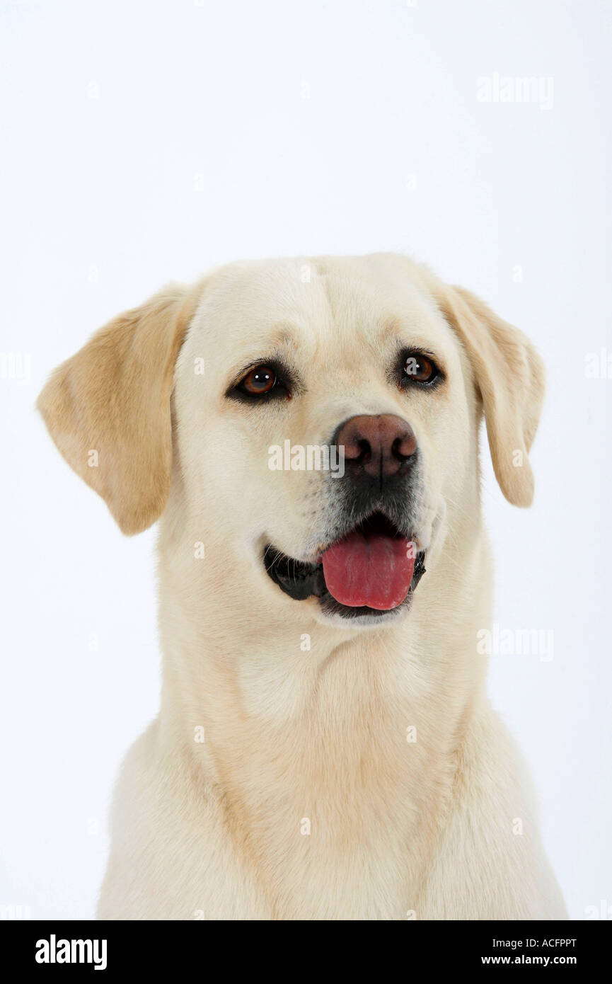Adult labrador retriever hires stock photography and images Alamy