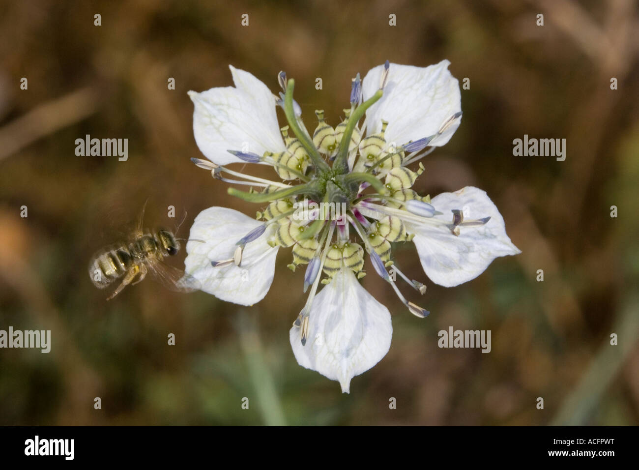 solitary bee flying towards Nigella arvensis flower Stock Photo