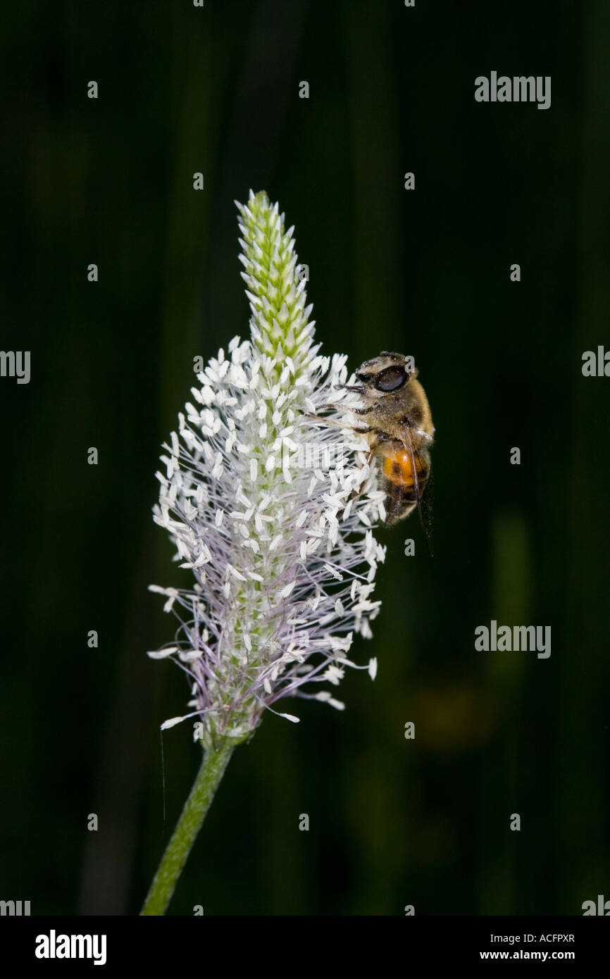 A bee collecting pollen from a hoary plantain (Plantago media) flower Stock Photo
