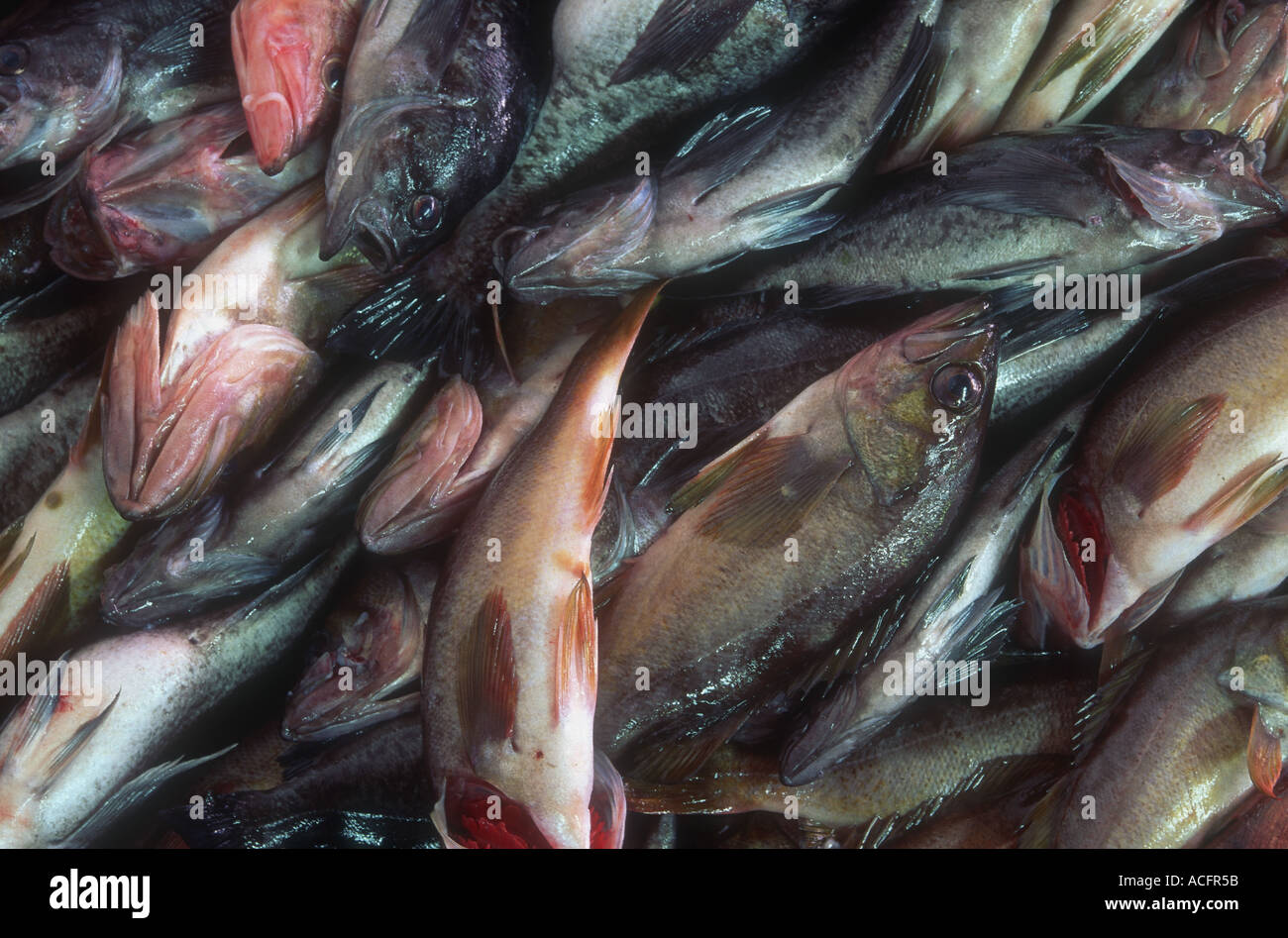 kayano catch of the day