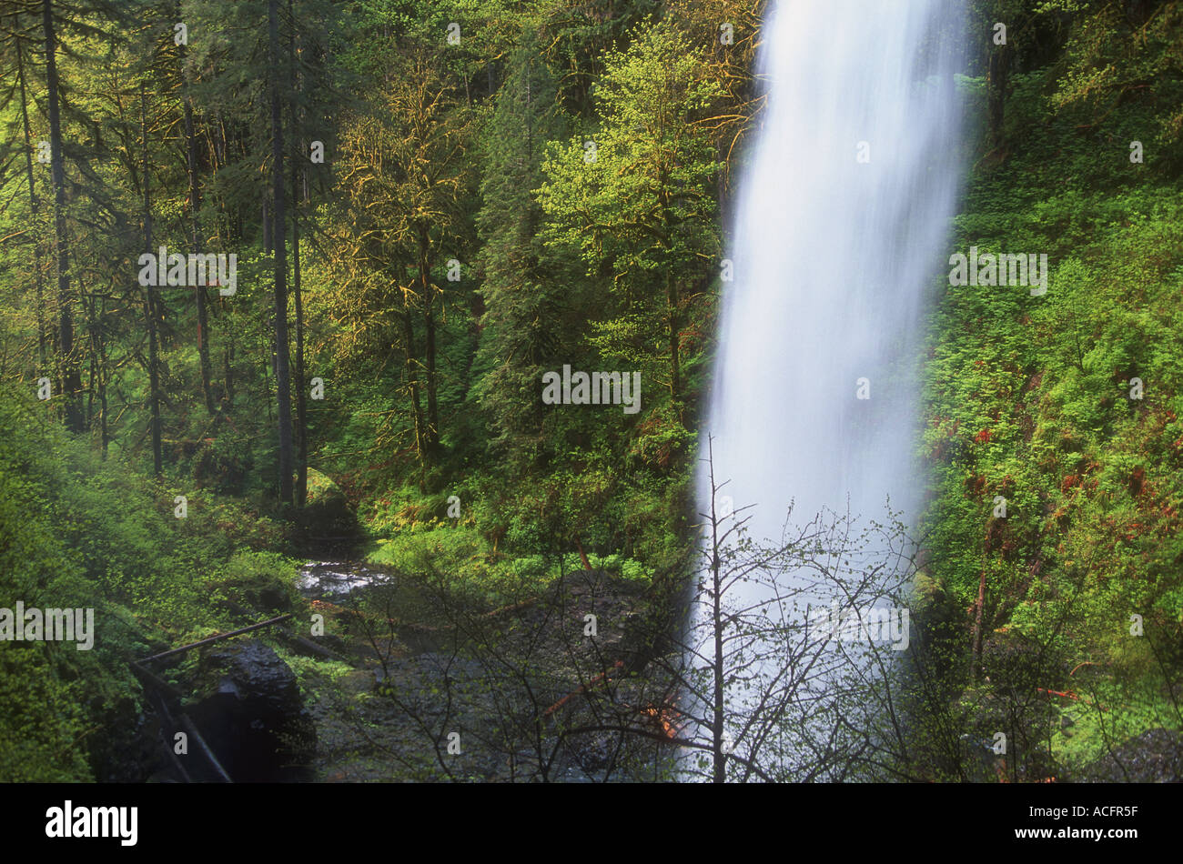 U s woodland hi-res stock photography and images - Alamy
