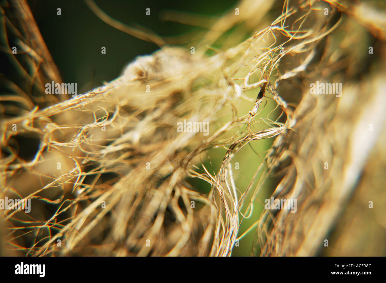 Fibrous root system hi-res stock photography and images - Alamy