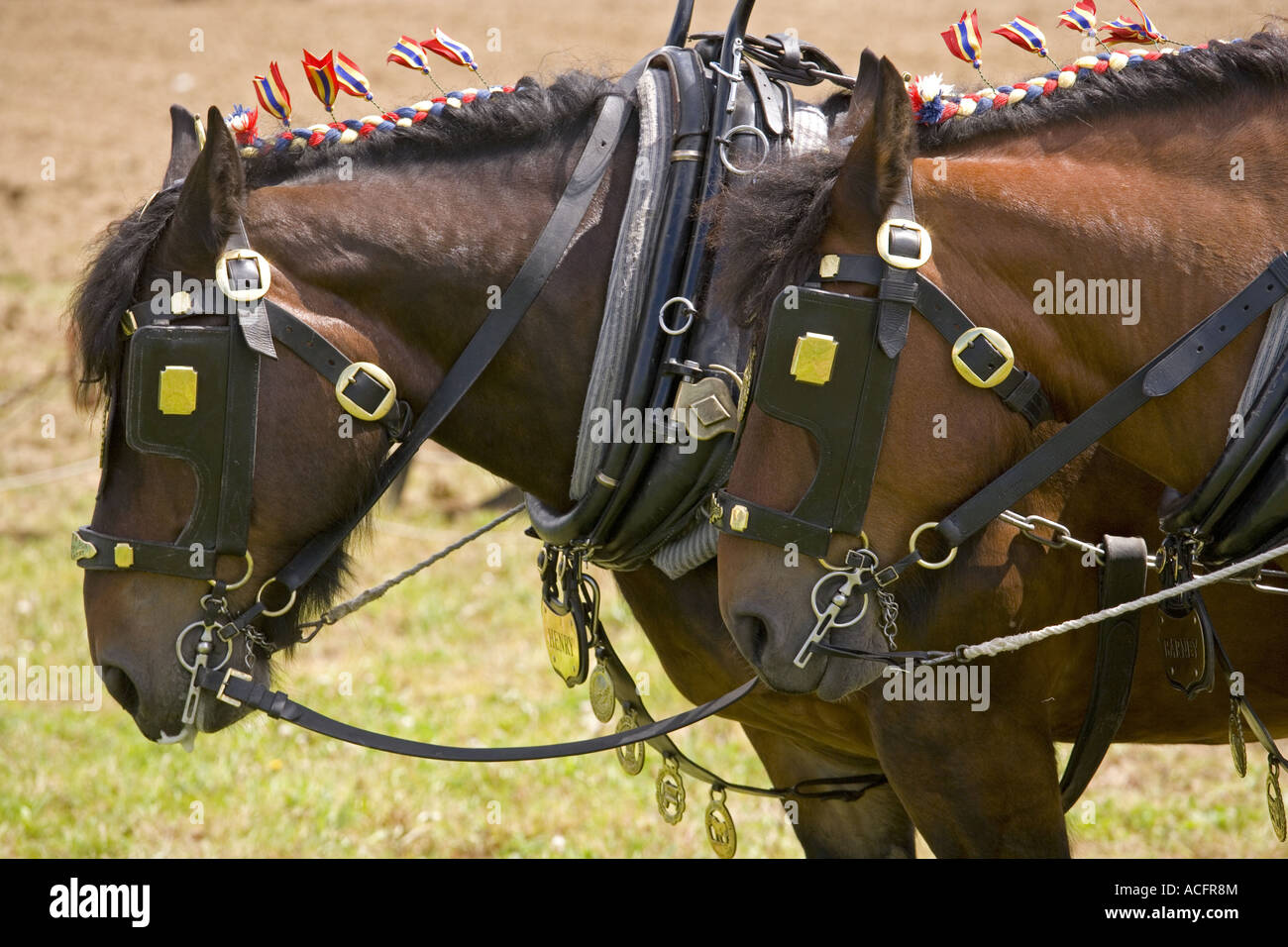 Ardennes Heavy Horses Stock Photo