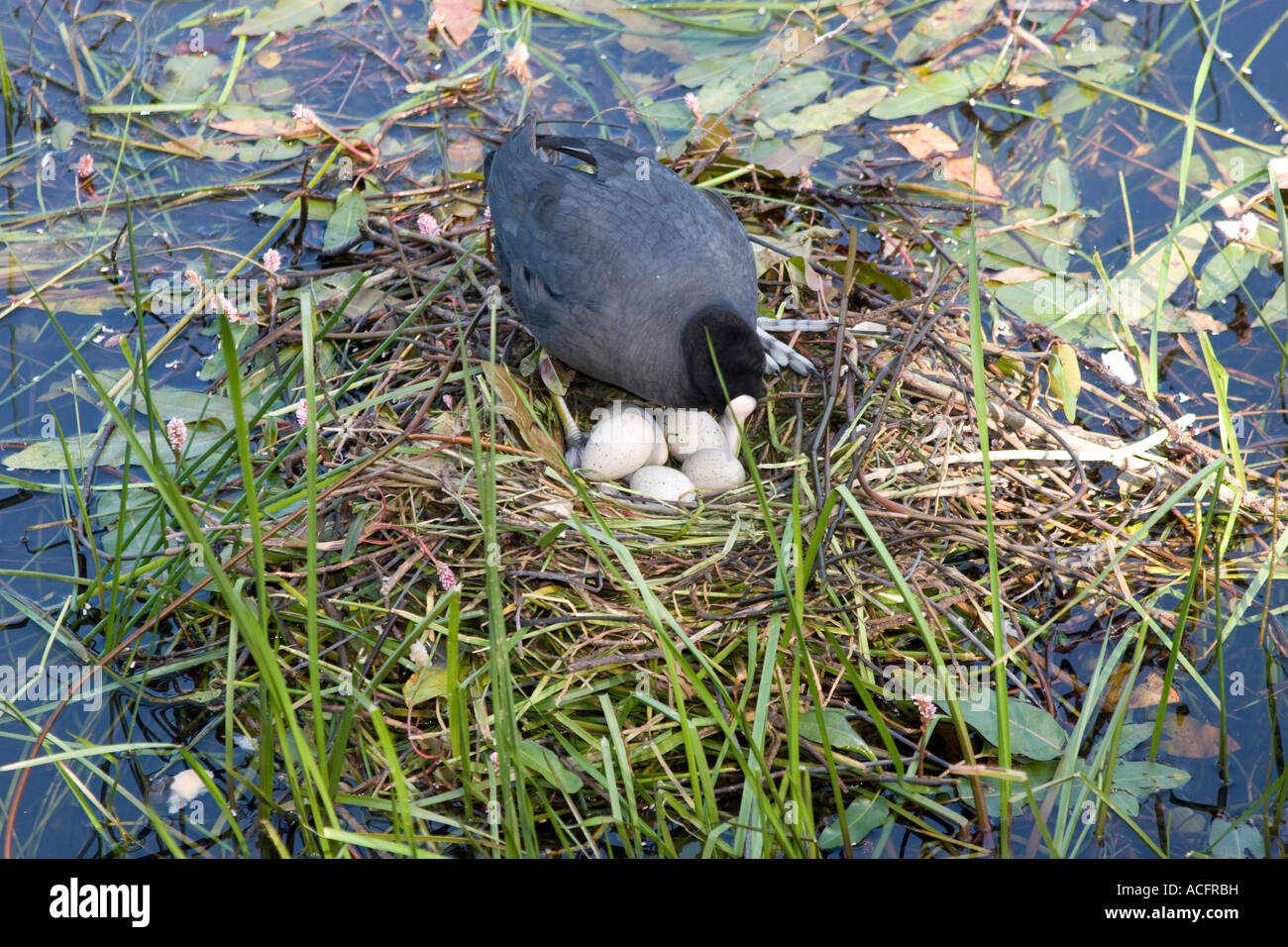 Common coot with nest and eggs Stock Photo