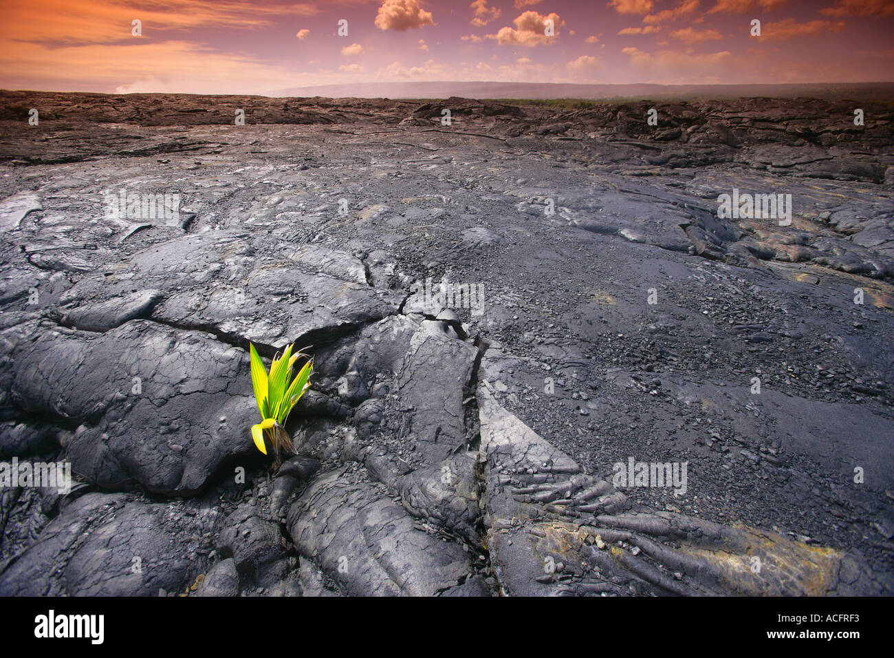 Lava volcano plant hires stock photography and images Alamy