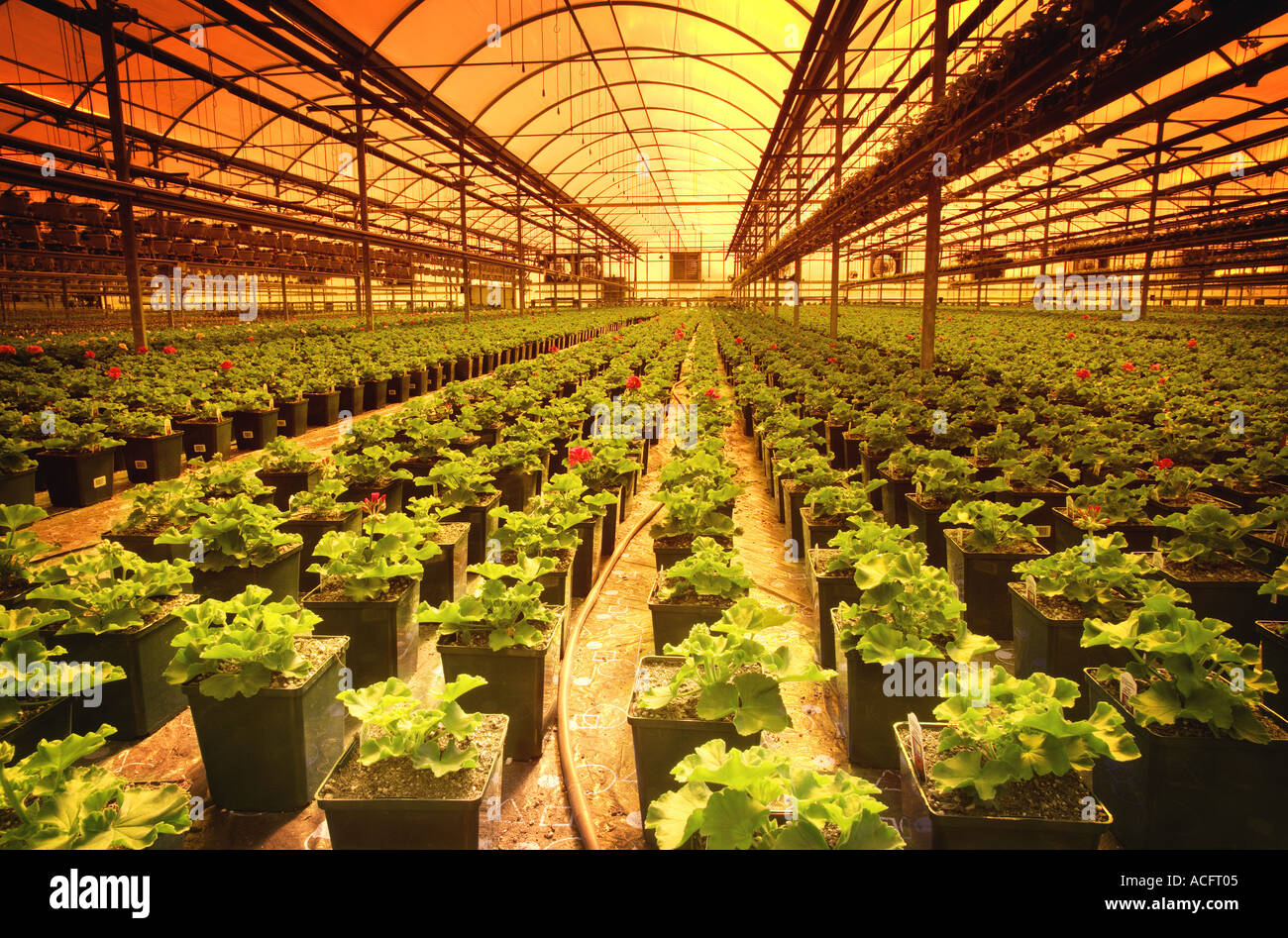 Plants being grown in a commercial greenhouse Stock Photo - Alamy