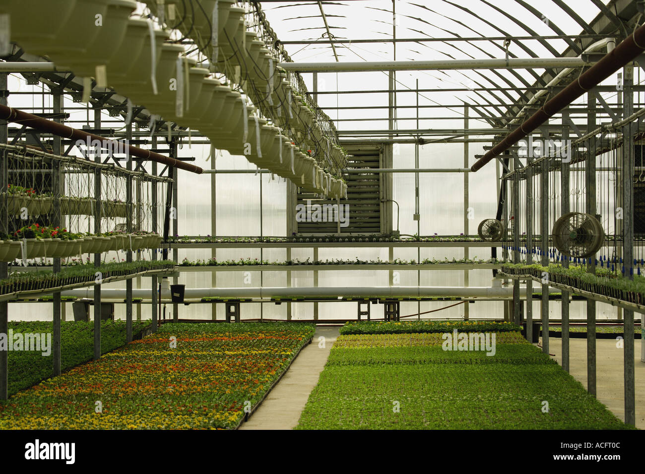 Commercial plants growing in greenhouse Stock Photo Alamy
