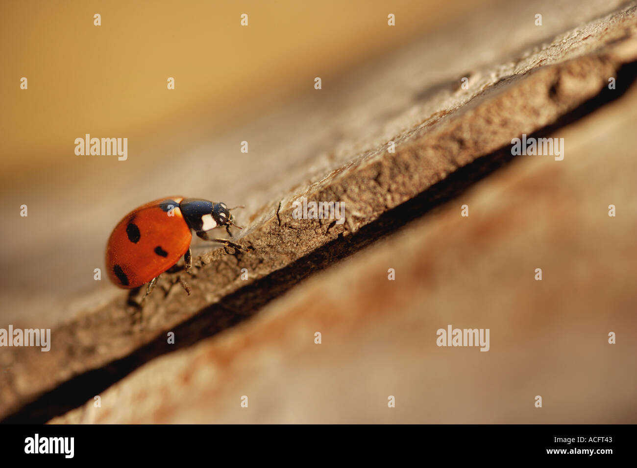 Ladybird crawling Stock Photo
