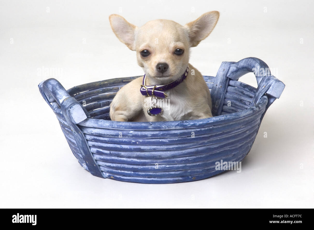 Miniature Chihuahua Stock Photo